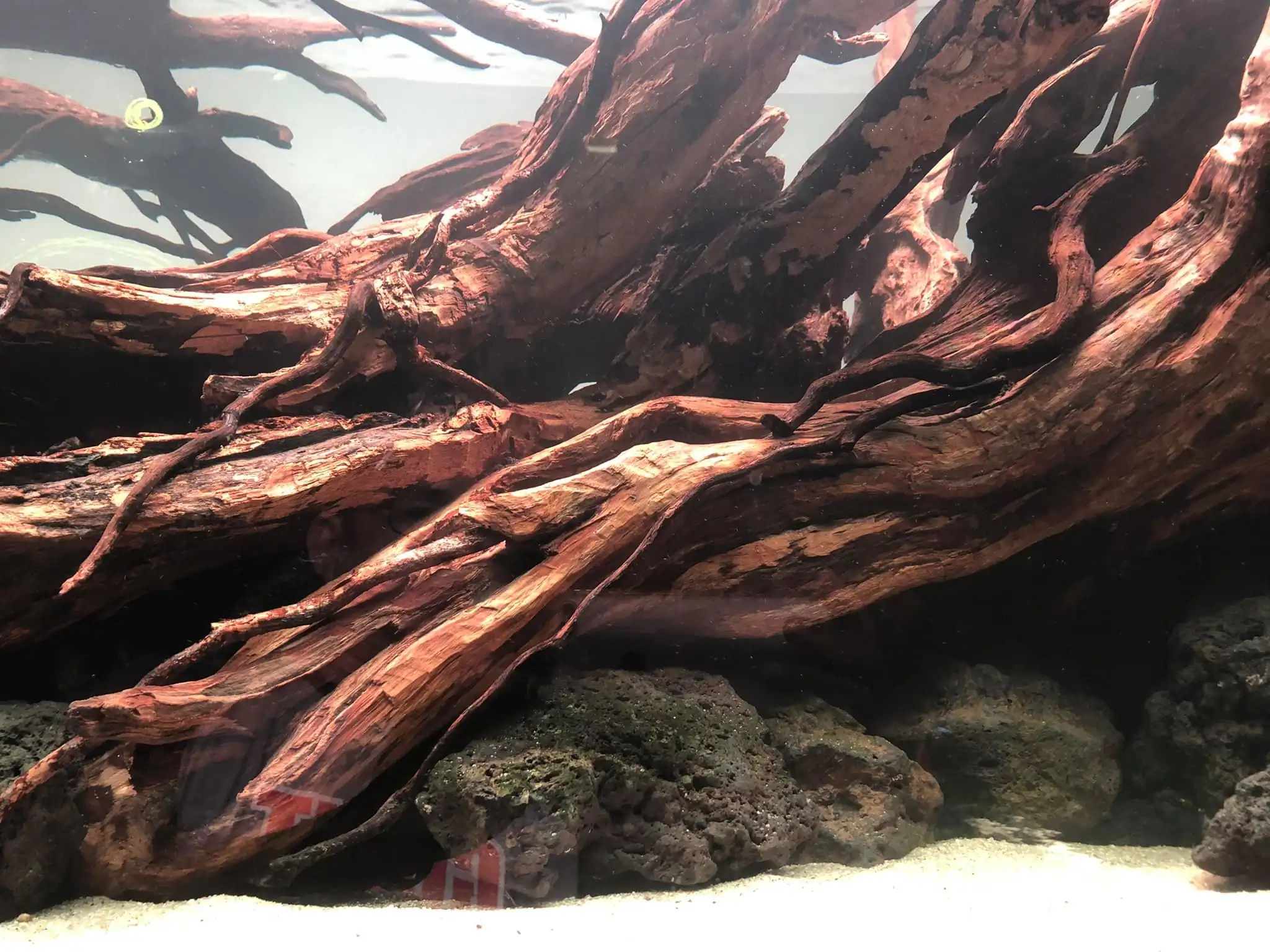 Steps progression IAPLC 2021 Rank 04 - Revolve pluse - Eakthanat Isarathikul / Thailand