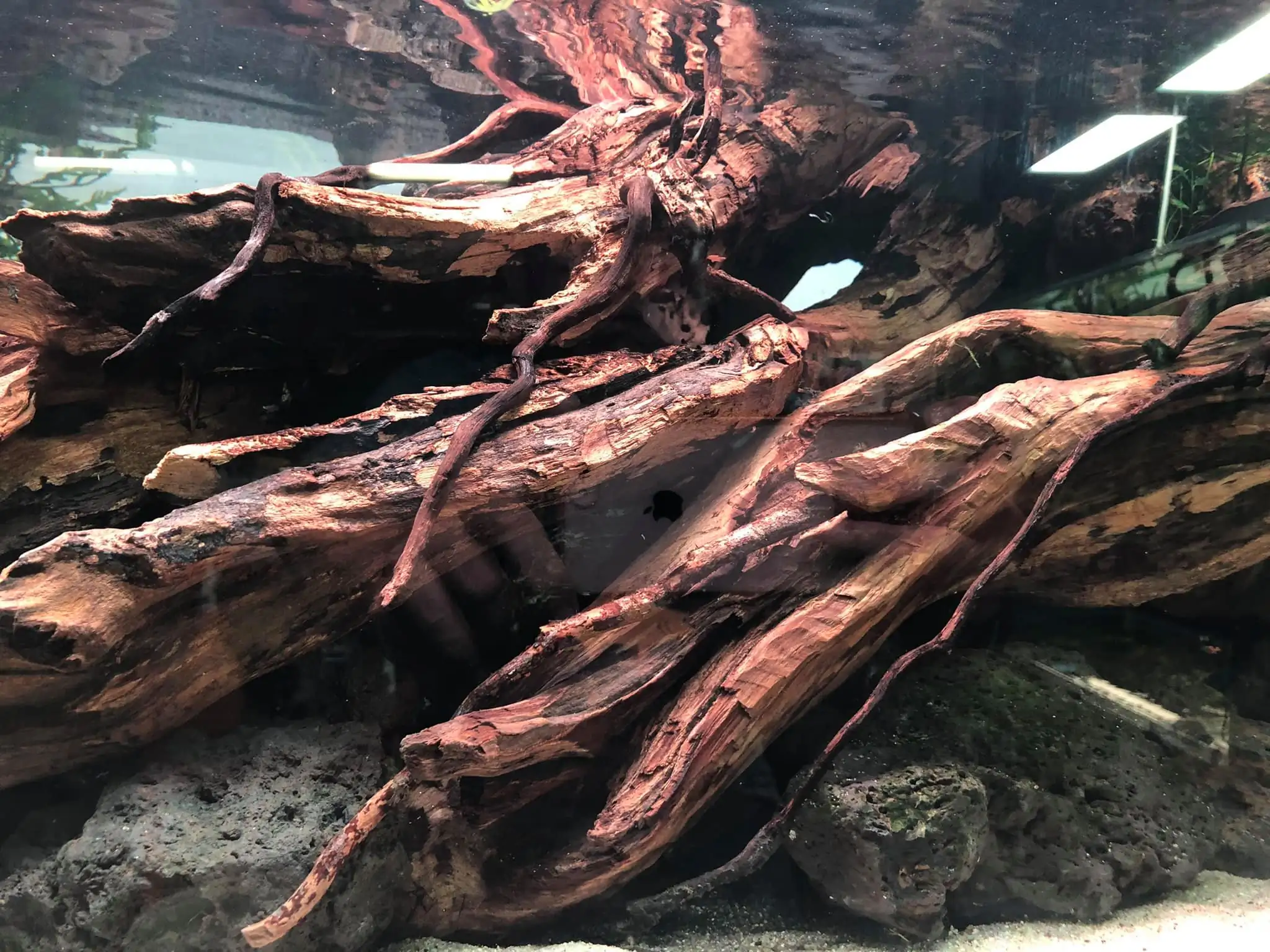 Steps progression IAPLC 2021 Rank 04 - Revolve pluse - Eakthanat Isarathikul / Thailand