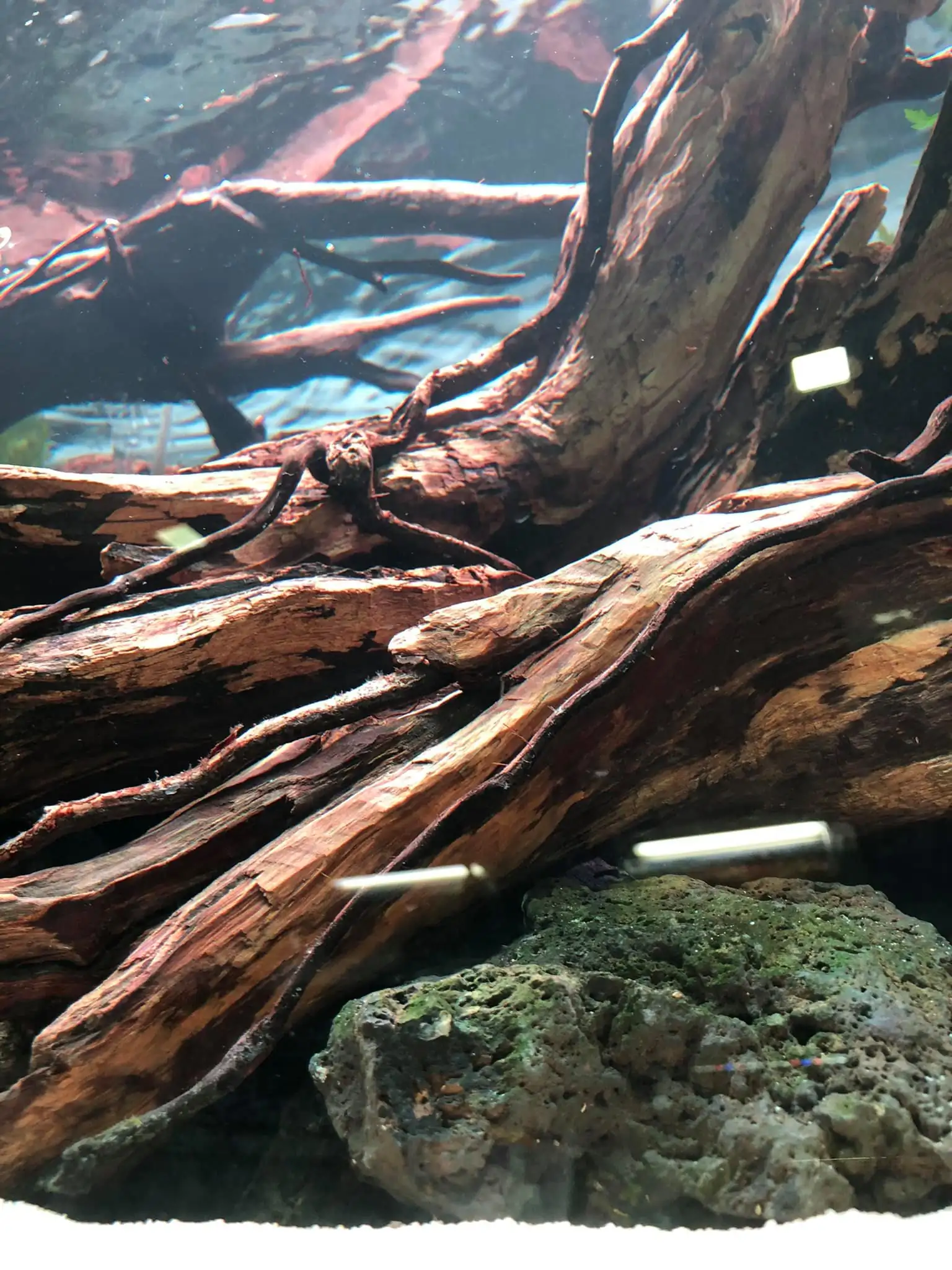 Steps progression IAPLC 2021 Rank 04 - Revolve pluse - Eakthanat Isarathikul / Thailand