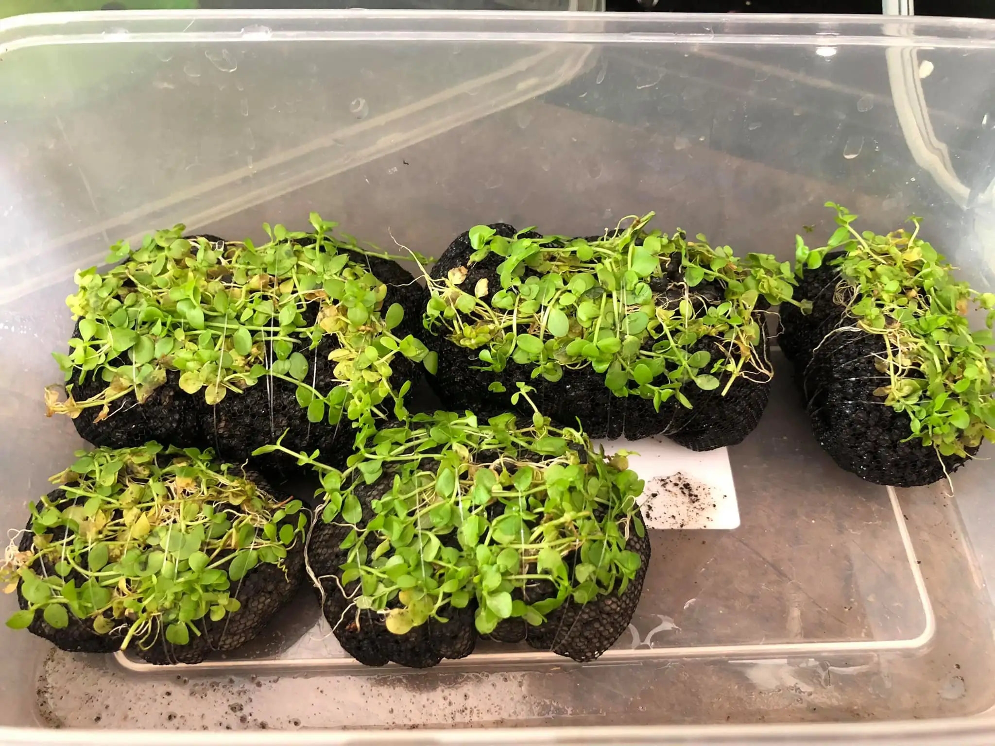 Steps progression IAPLC 2021 Rank 04 - Revolve pluse - Eakthanat Isarathikul / Thailand