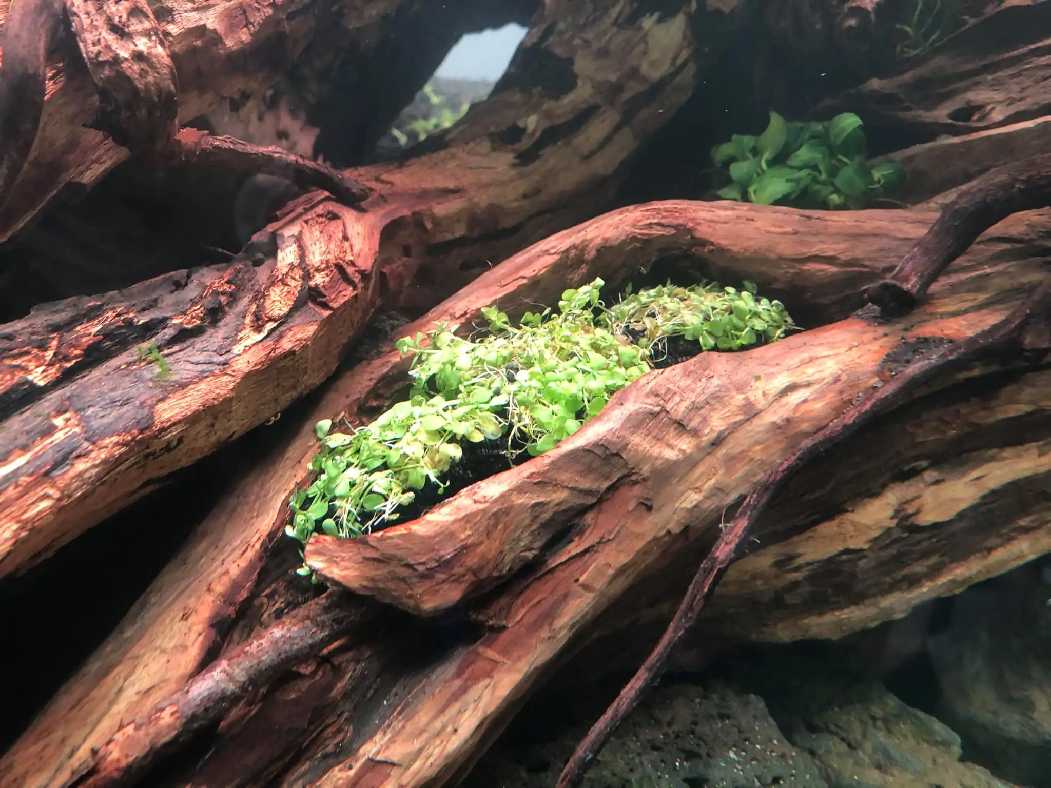 Steps progression IAPLC 2021 Rank 04 - Revolve pluse - Eakthanat Isarathikul / Thailand