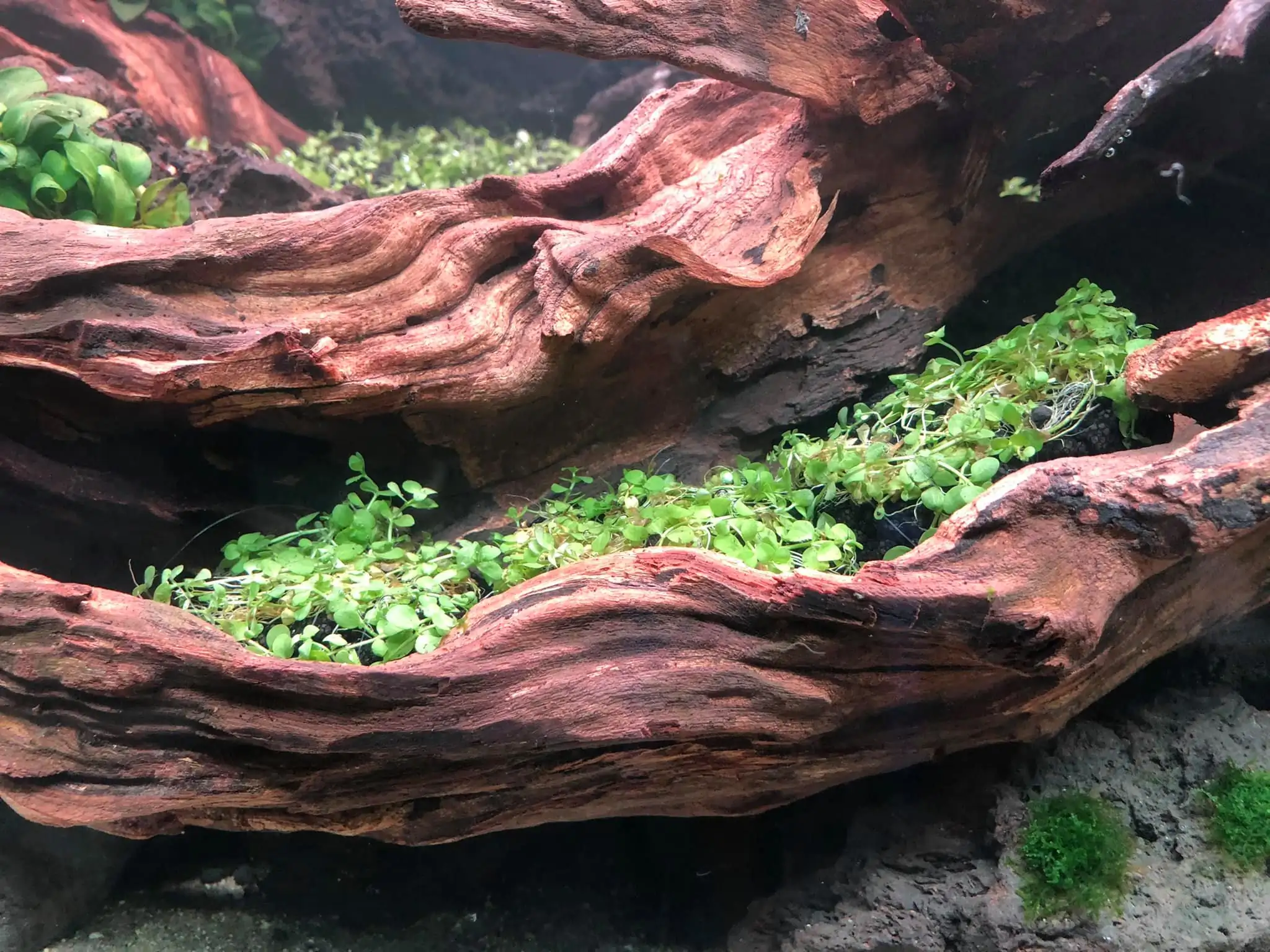 Steps progression IAPLC 2021 Rank 04 - Revolve pluse - Eakthanat Isarathikul / Thailand