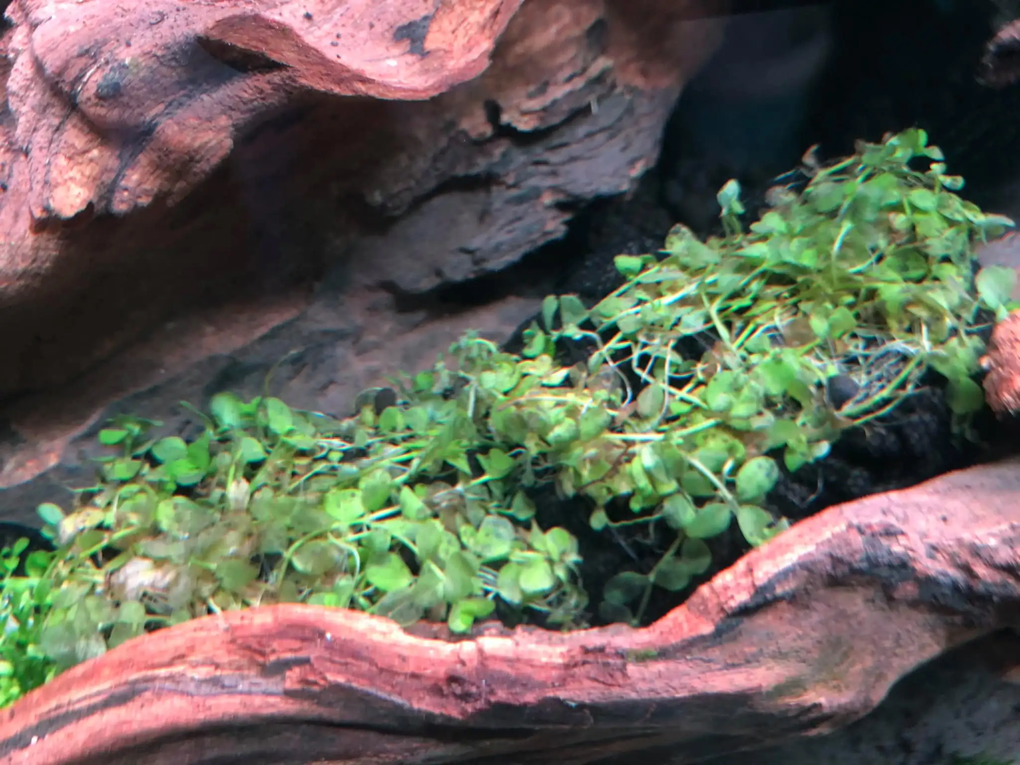 Steps progression IAPLC 2021 Rank 04 - Revolve pluse - Eakthanat Isarathikul / Thailand