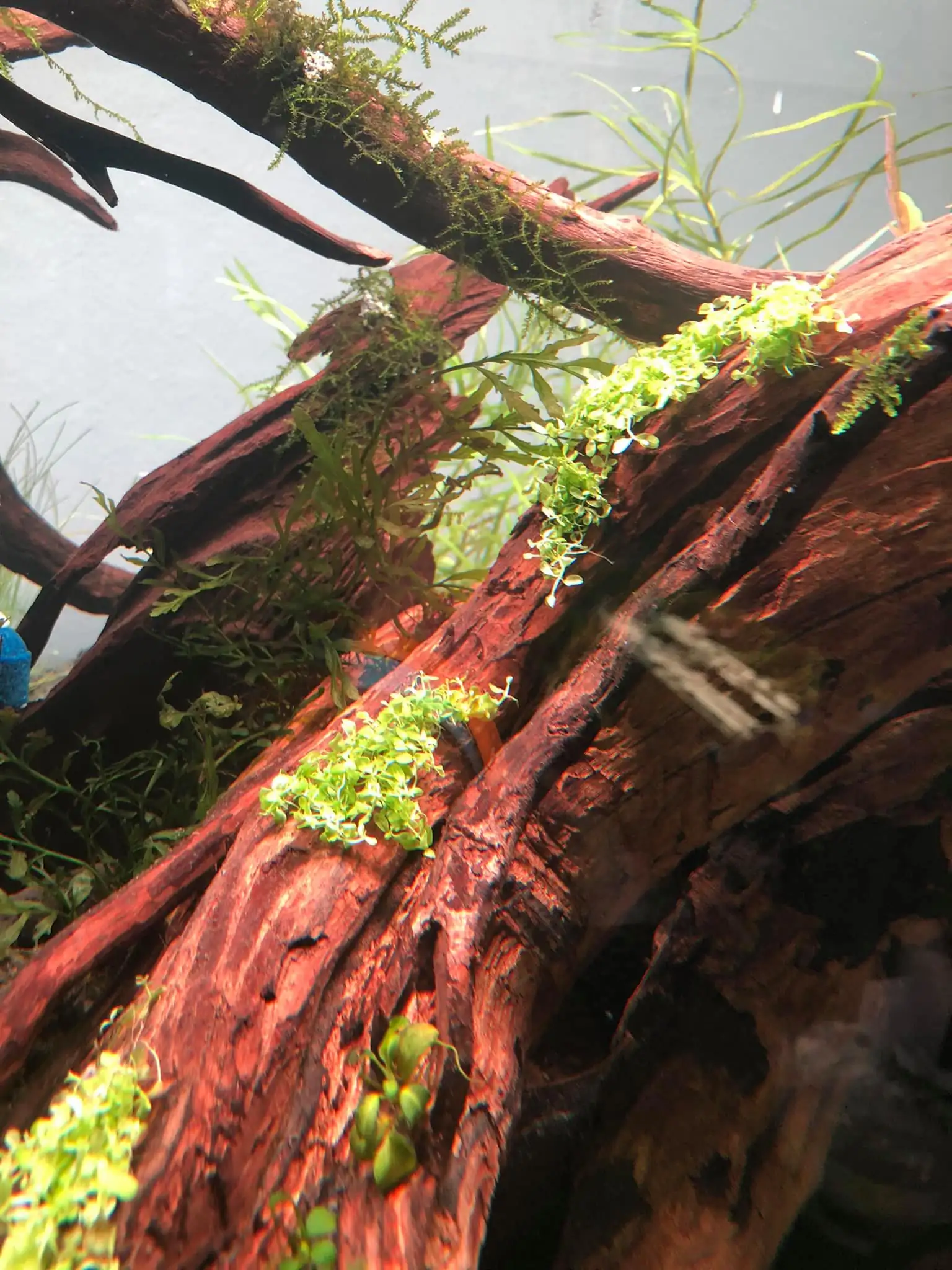 Steps progression IAPLC 2021 Rank 04 - Revolve pluse - Eakthanat Isarathikul / Thailand