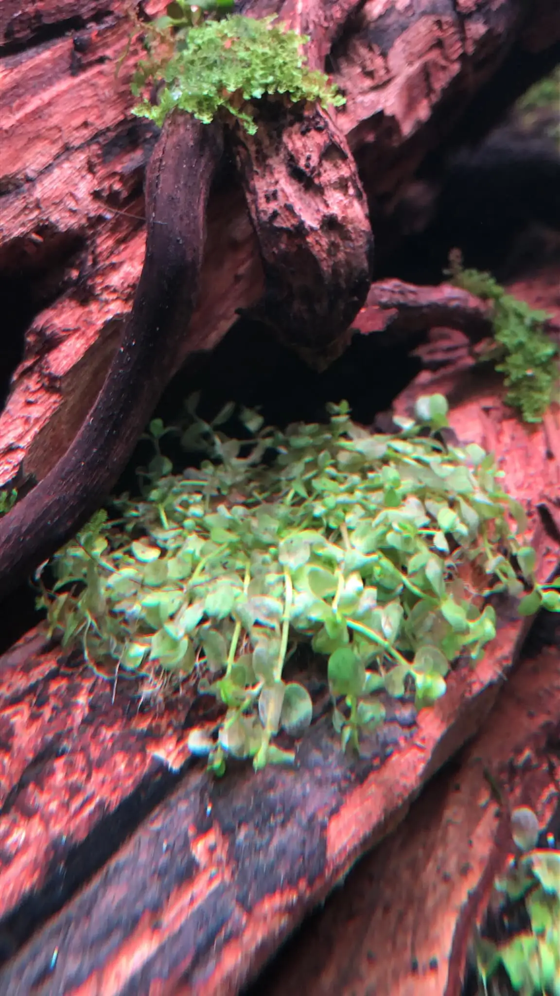 Steps progression IAPLC 2021 Rank 04 - Revolve pluse - Eakthanat Isarathikul / Thailand