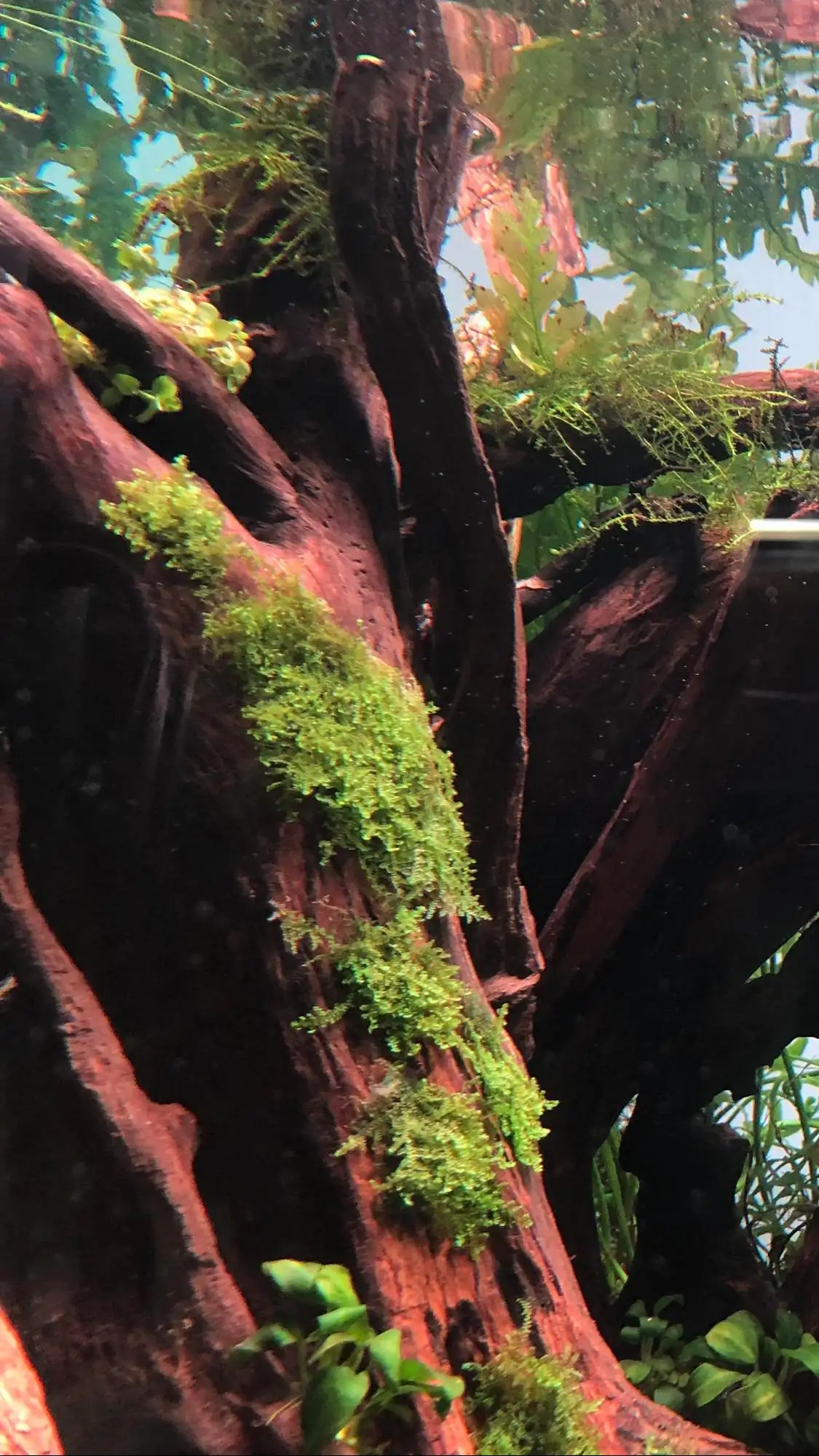 Steps progression IAPLC 2021 Rank 04 - Revolve pluse - Eakthanat Isarathikul / Thailand