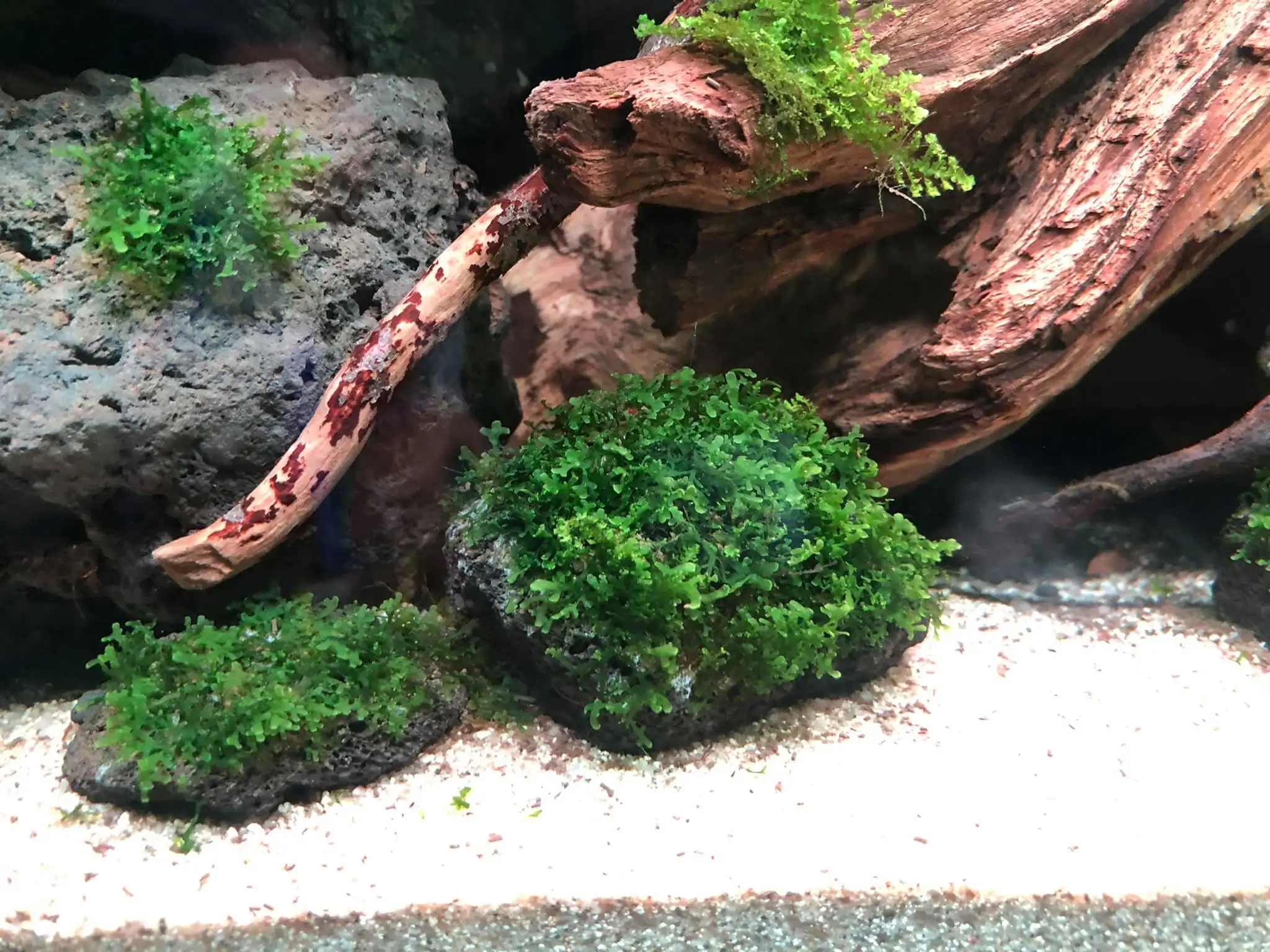 Steps progression IAPLC 2021 Rank 04 - Revolve pluse - Eakthanat Isarathikul / Thailand