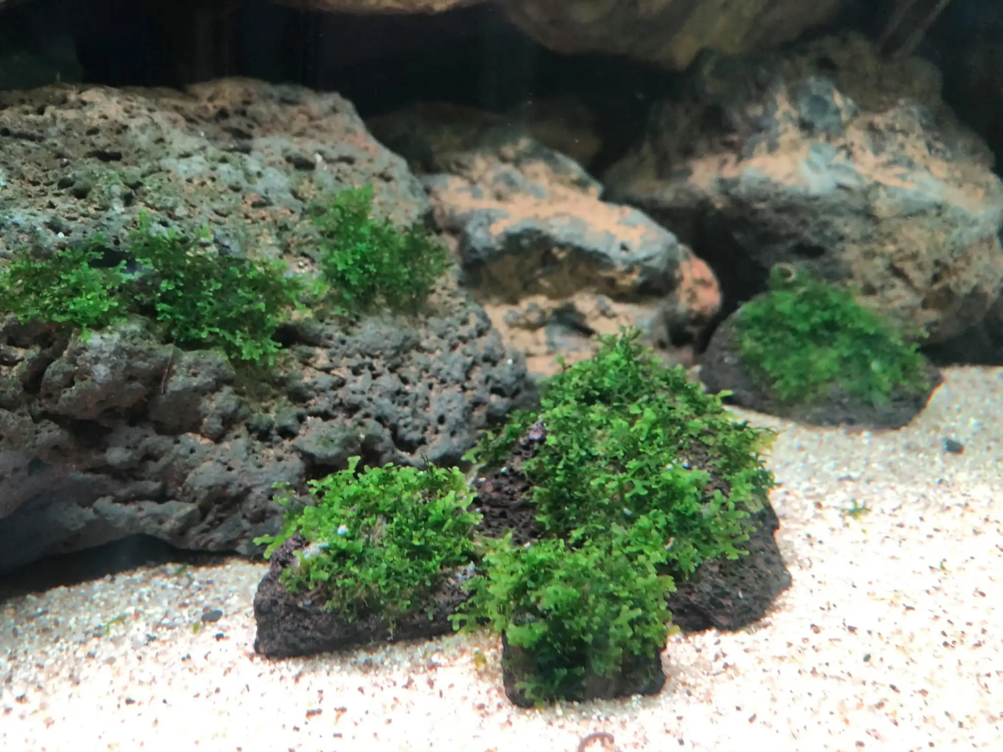 Steps progression IAPLC 2021 Rank 04 - Revolve pluse - Eakthanat Isarathikul / Thailand