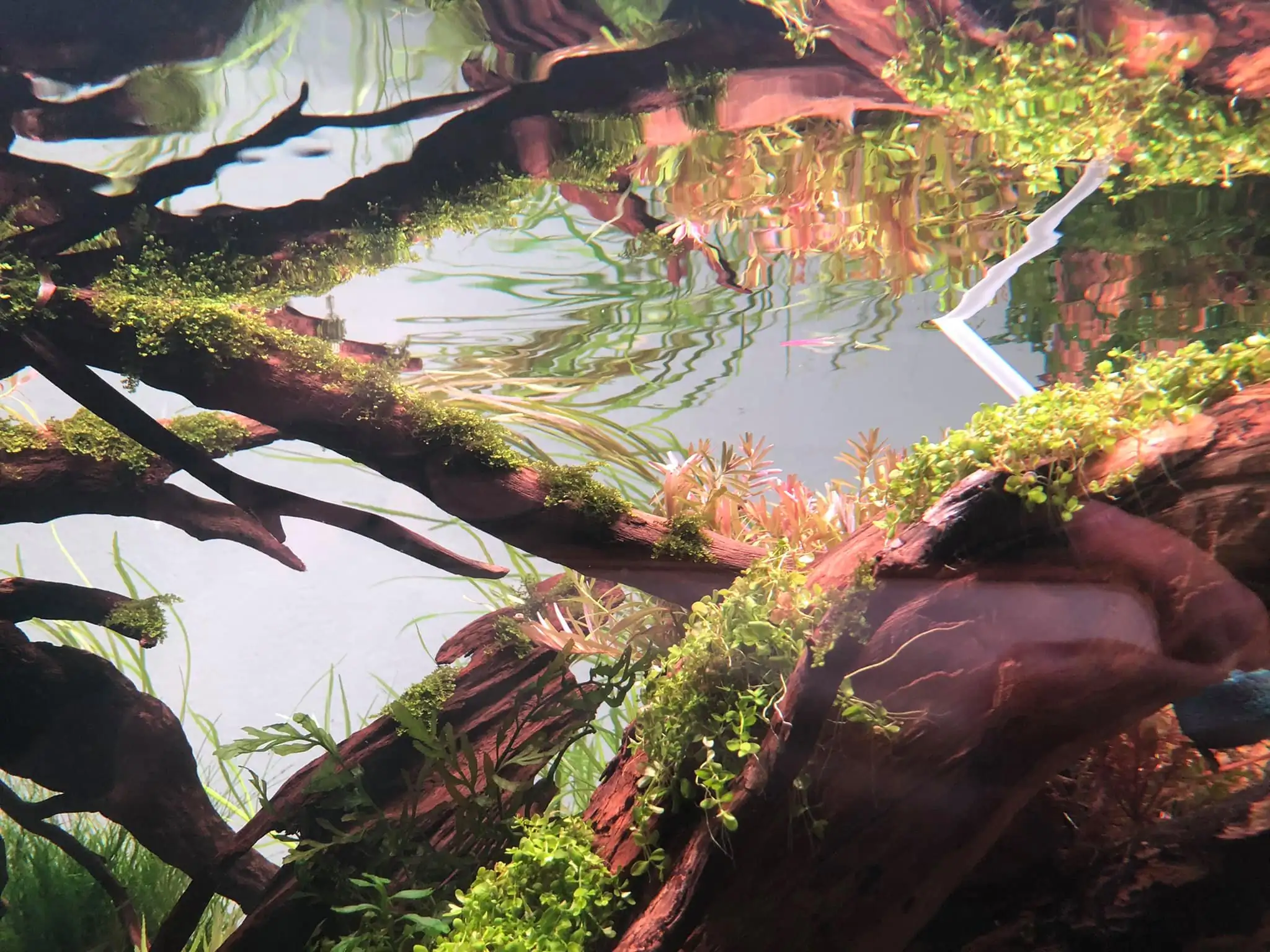 Steps progression IAPLC 2021 Rank 04 - Revolve pluse - Eakthanat Isarathikul / Thailand