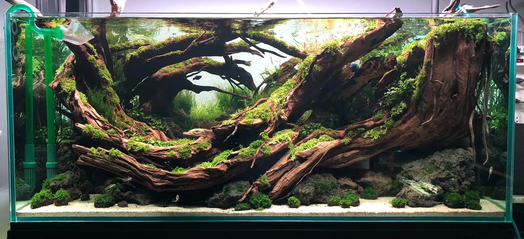 Steps progression IAPLC 2021 Rank 04 - Revolve pluse - Eakthanat Isarathikul / Thailand