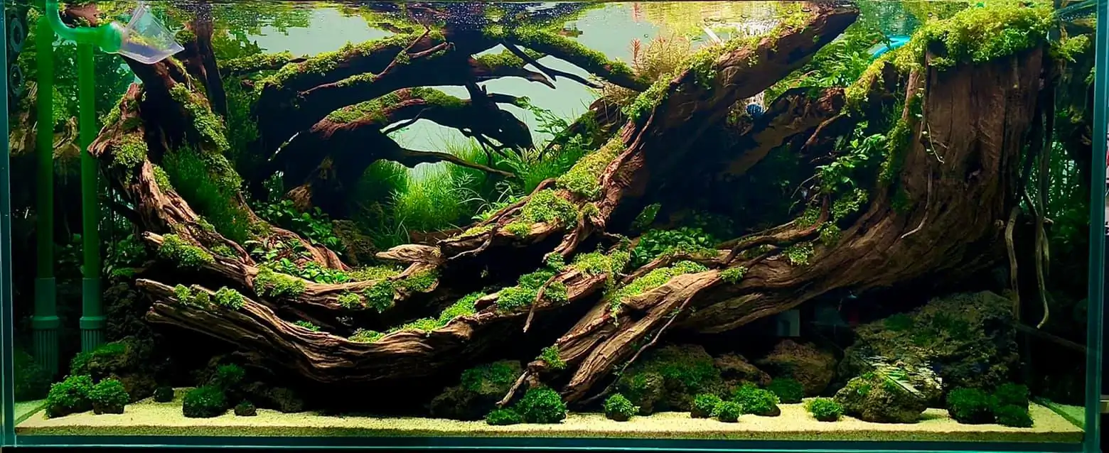 Steps progression IAPLC 2021 Rank 04 - Revolve pluse - Eakthanat Isarathikul / Thailand