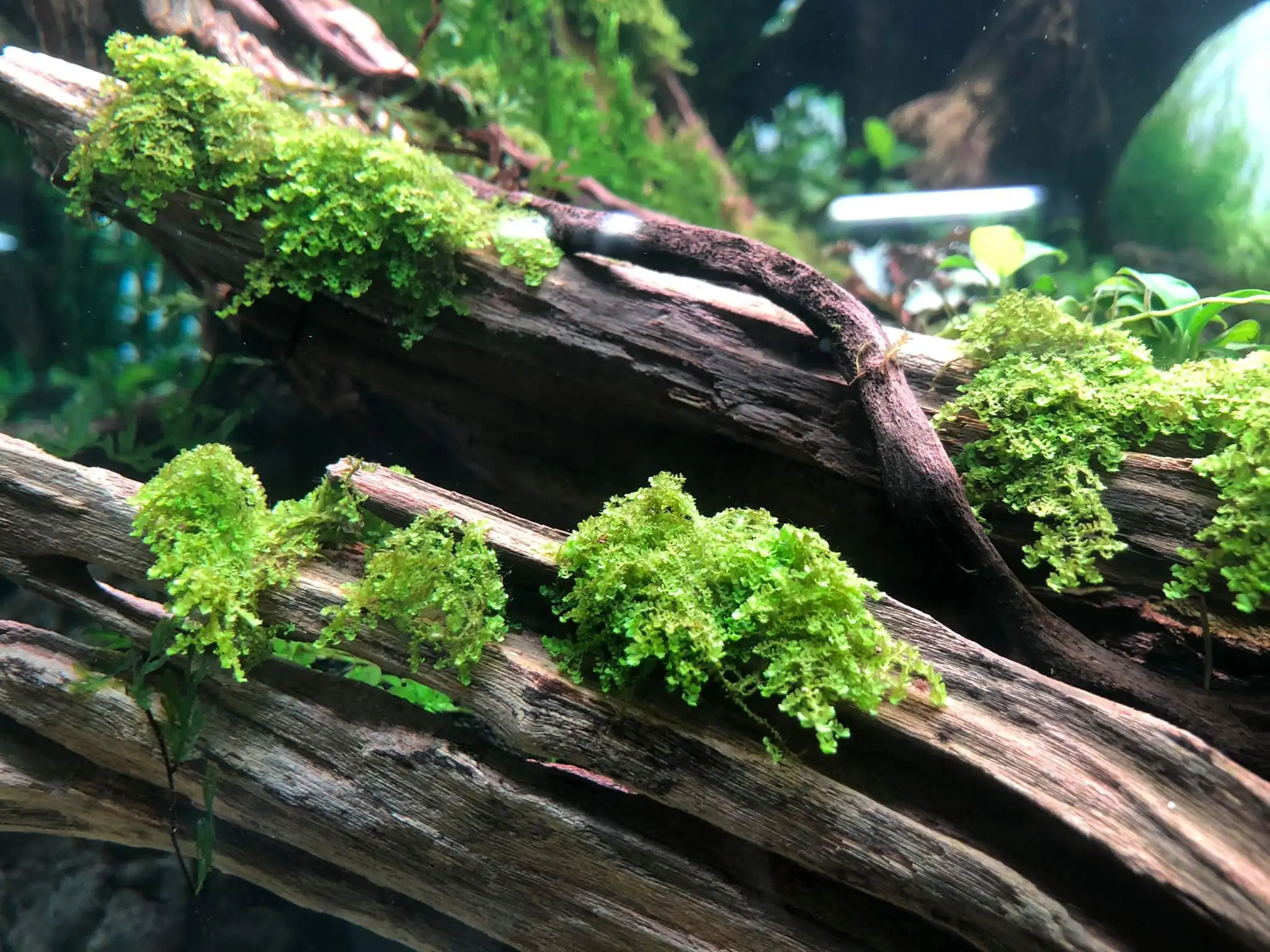 Steps progression IAPLC 2021 Rank 04 - Revolve pluse - Eakthanat Isarathikul / Thailand