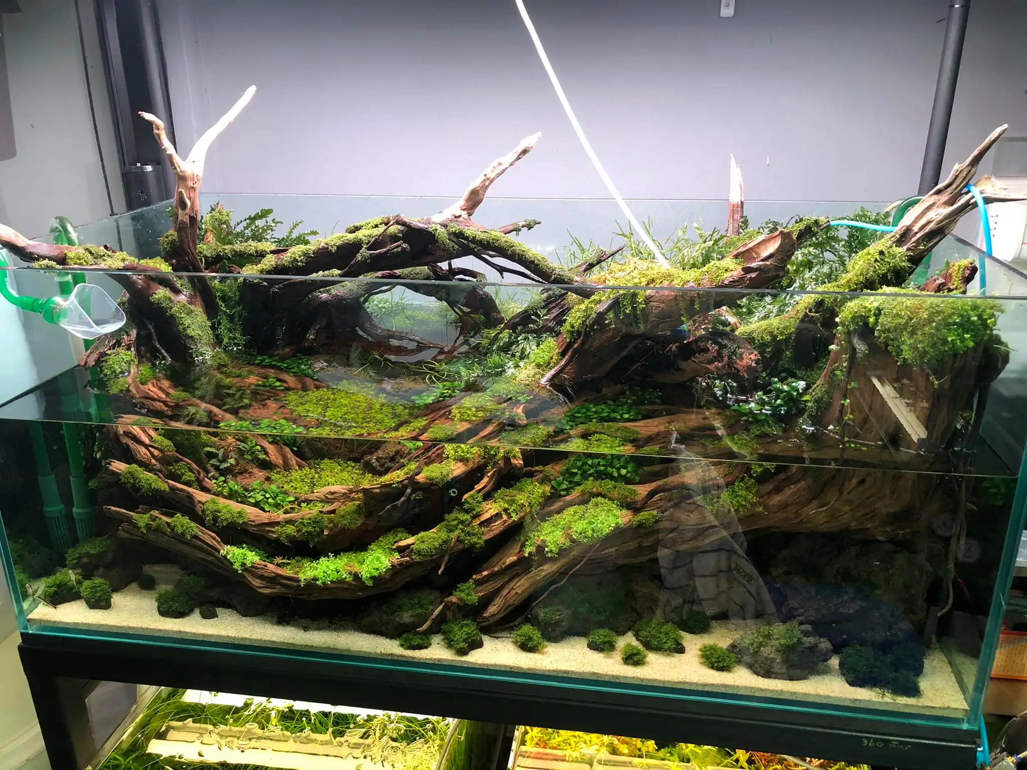 Steps progression IAPLC 2021 Rank 04 - Revolve pluse - Eakthanat Isarathikul / Thailand