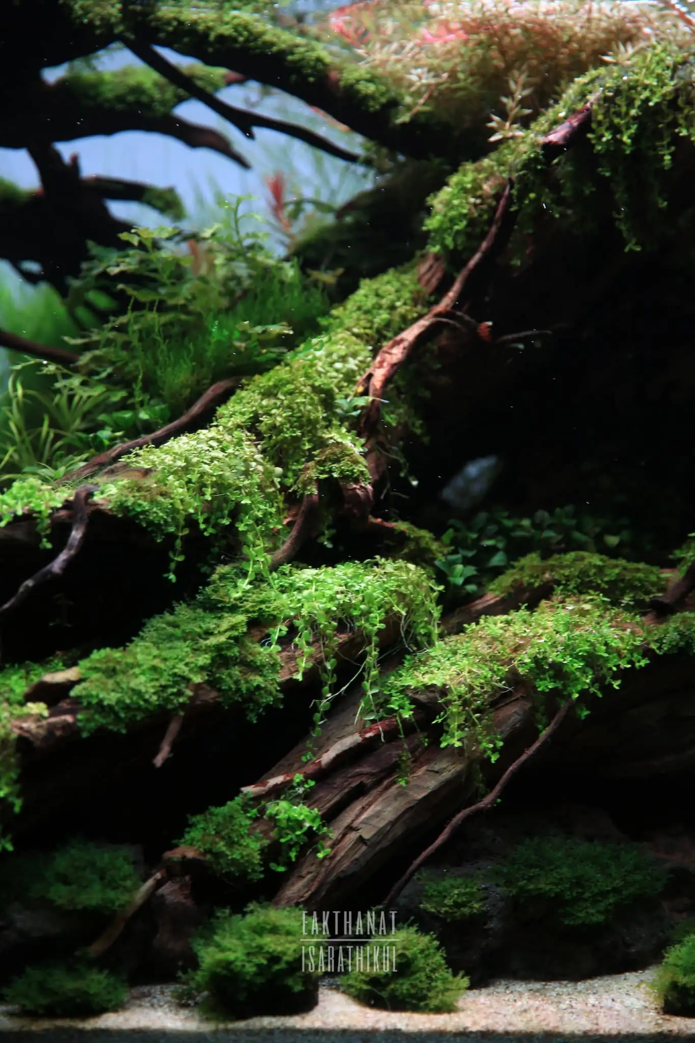 Steps progression IAPLC 2021 Rank 04 - Revolve pluse - Eakthanat Isarathikul / Thailand