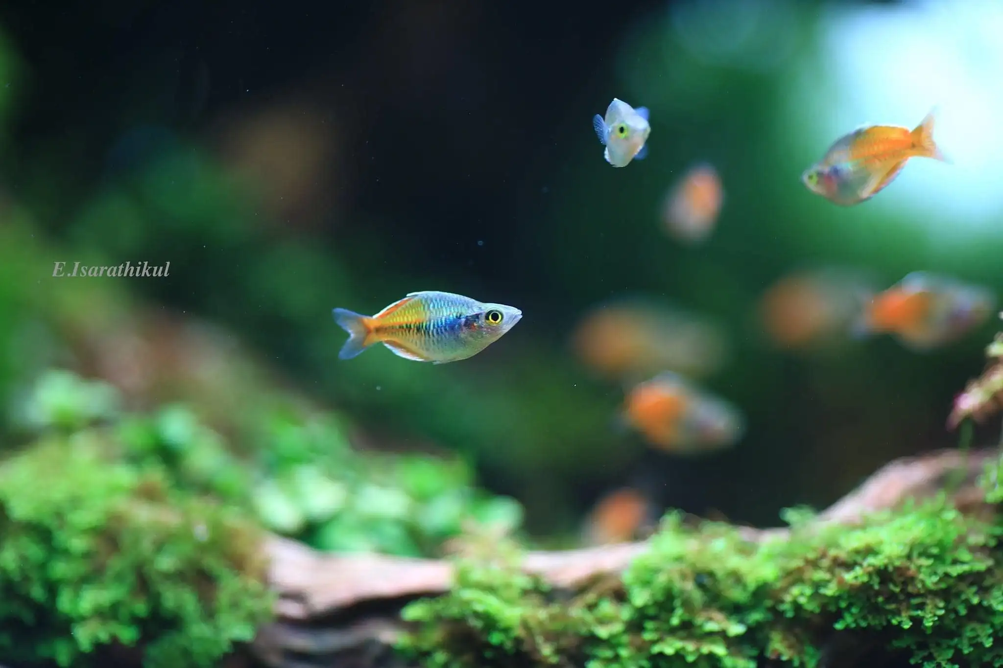 Steps progression IAPLC 2021 Rank 04 - Revolve pluse - Eakthanat Isarathikul / Thailand