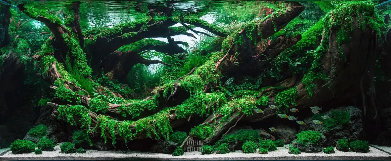 Steps progression IAPLC 2021 Rank 04 - Revolve pluse - Eakthanat Isarathikul / Thailand