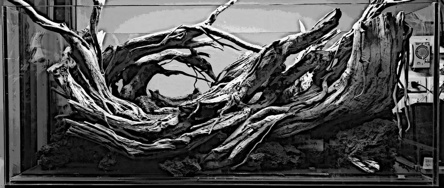 Steps progression IAPLC 2021 Rank 04 - Revolve pluse - Eakthanat Isarathikul / Thailand