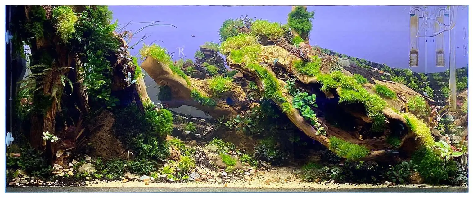 Step by step progression IAPLC 2021 Rank 104 - Resurrection