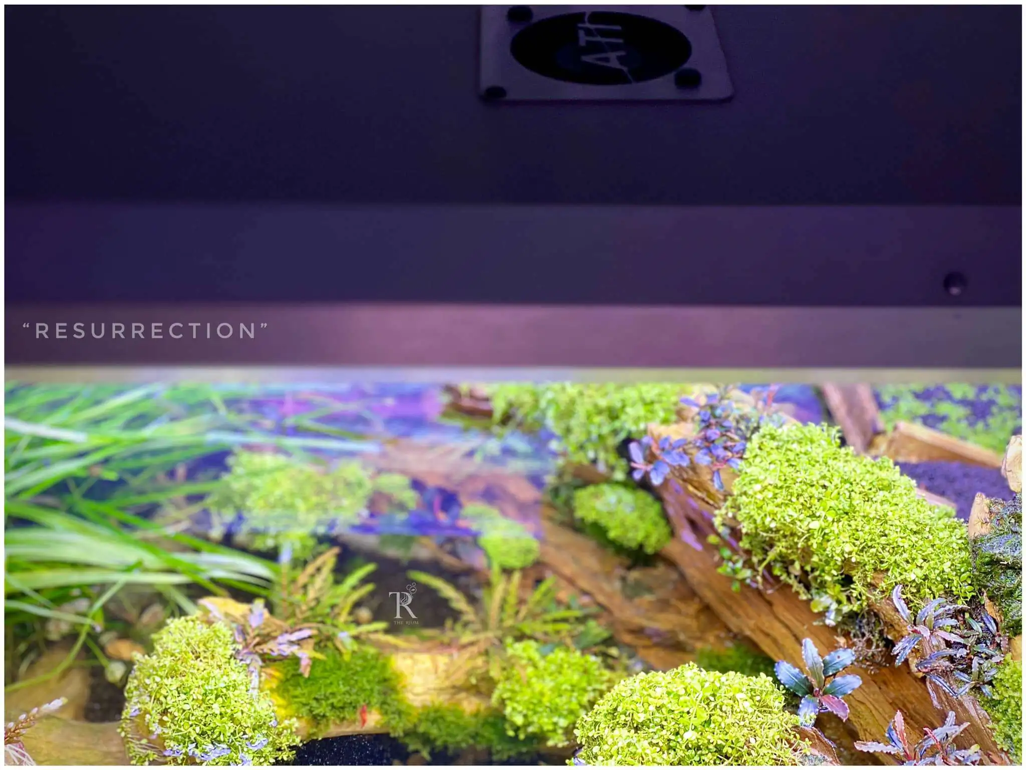 Step by step progression IAPLC 2021 Rank 104 - Resurrection