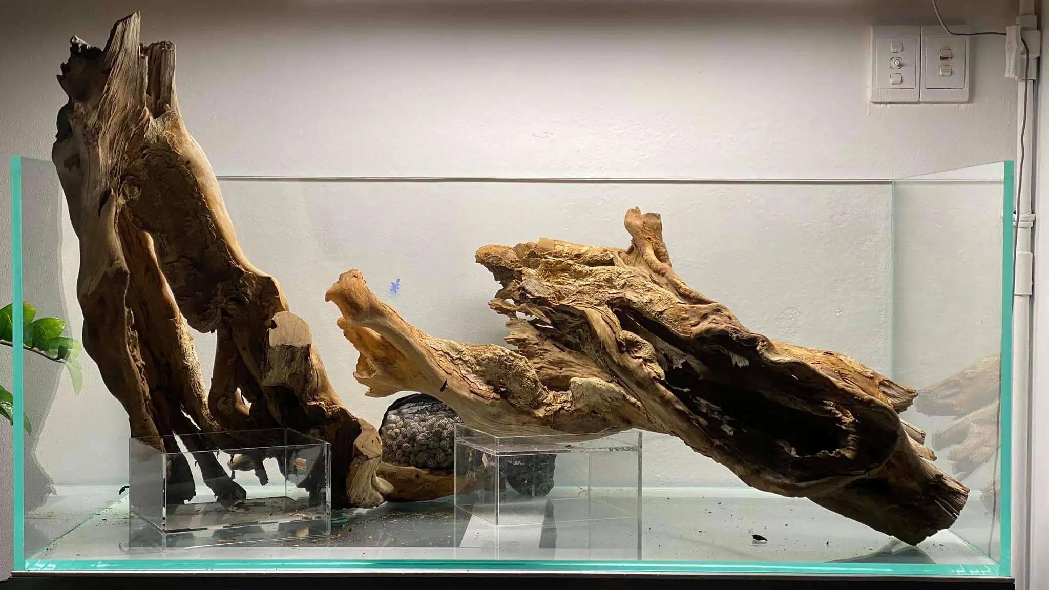 Step by step progression IAPLC 2021 Rank 104 - Resurrection