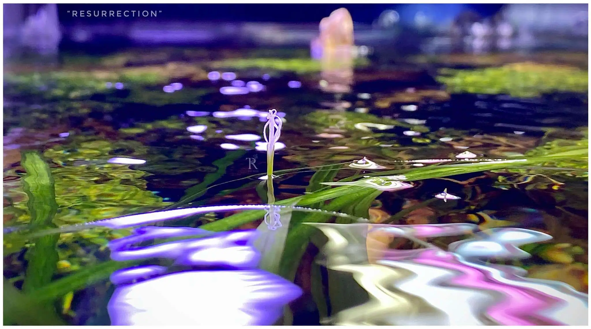 Step by step progression IAPLC 2021 Rank 104 - Resurrection