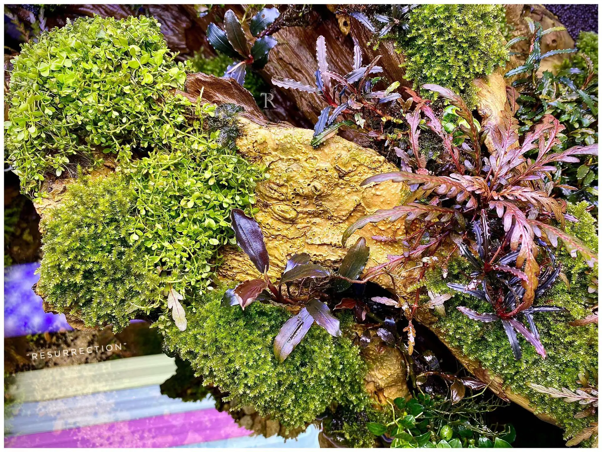 Step by step progression IAPLC 2021 Rank 104 - Resurrection