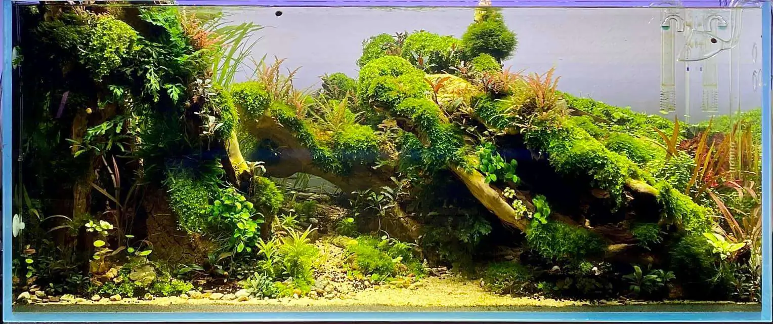 Step by step progression IAPLC 2021 Rank 104 - Resurrection