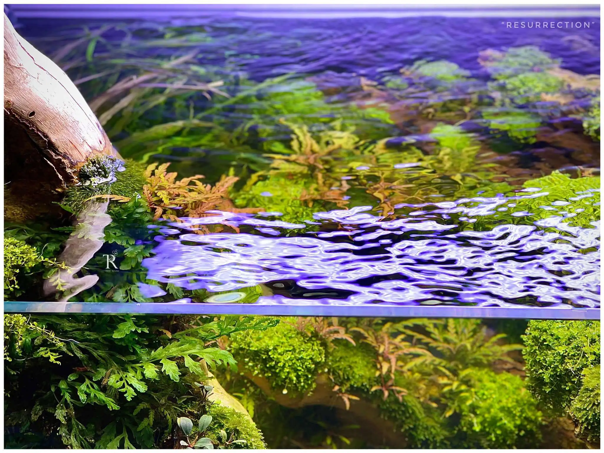 Step by step progression IAPLC 2021 Rank 104 - Resurrection