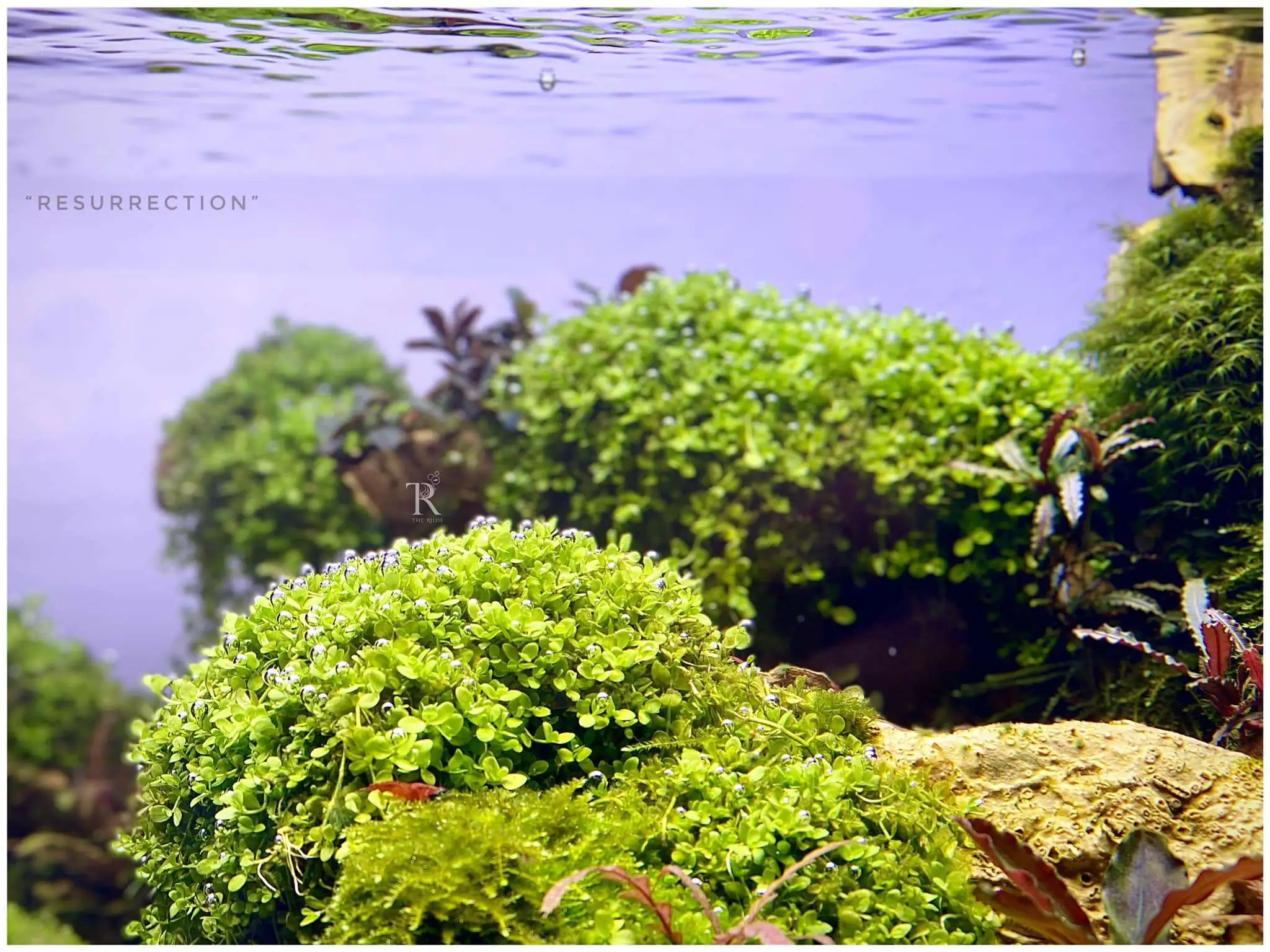 Step by step progression IAPLC 2021 Rank 104 - Resurrection