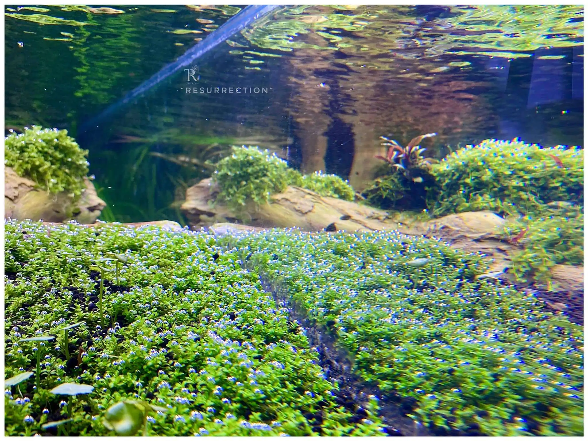 Step by step progression IAPLC 2021 Rank 104 - Resurrection