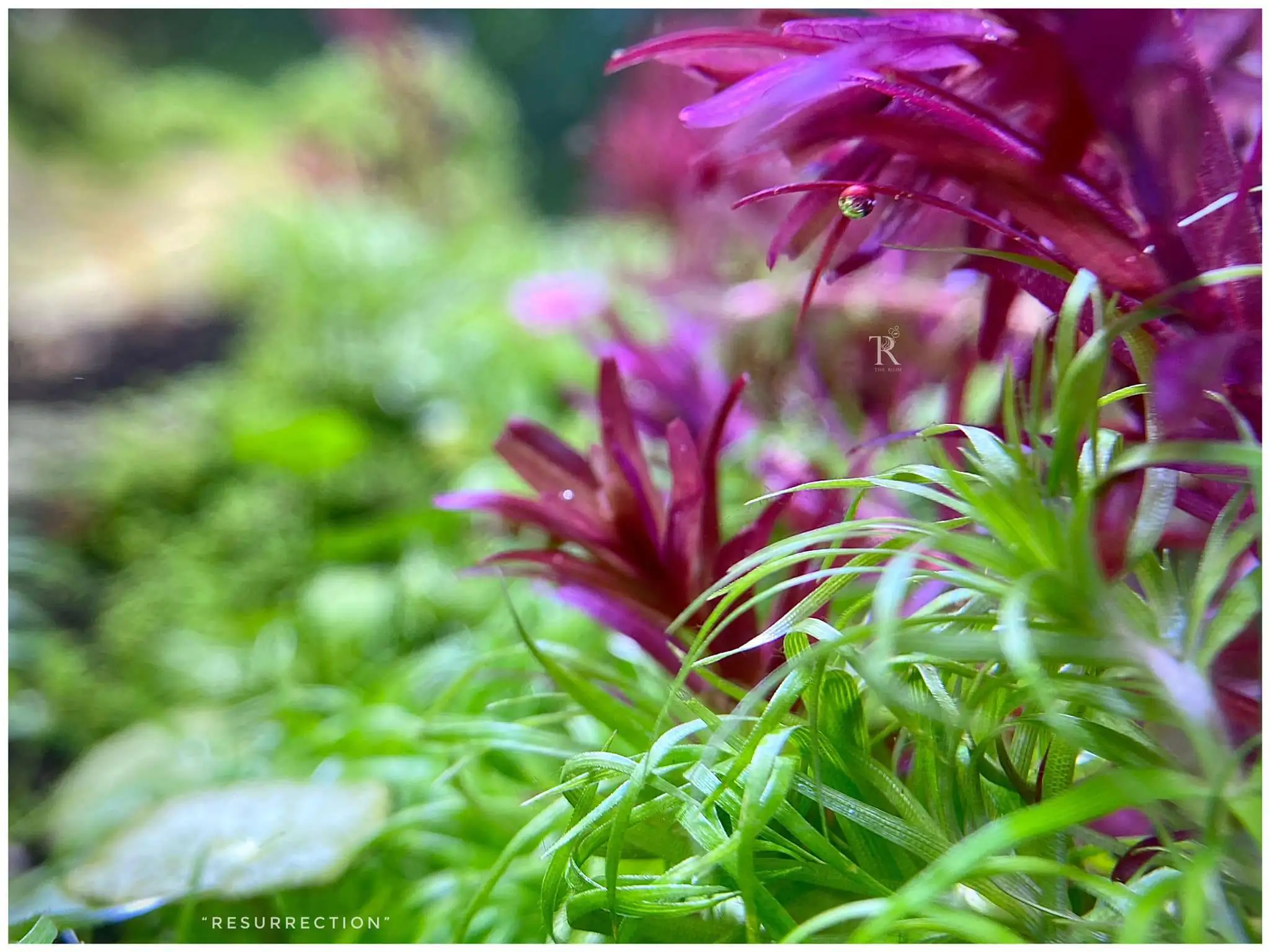 Step by step progression IAPLC 2021 Rank 104 - Resurrection