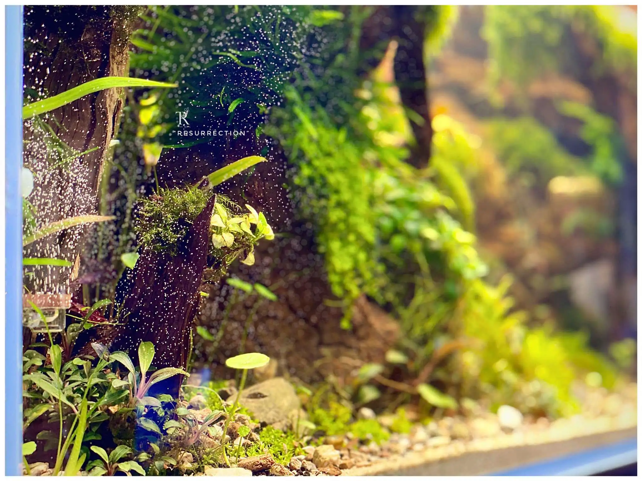 Step by step progression IAPLC 2021 Rank 104 - Resurrection