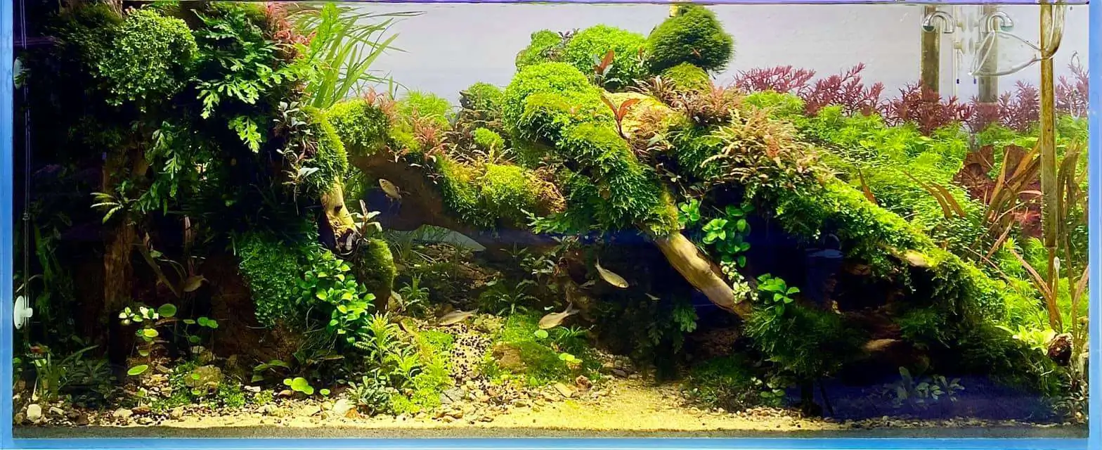 Step by step progression IAPLC 2021 Rank 104 - Resurrection