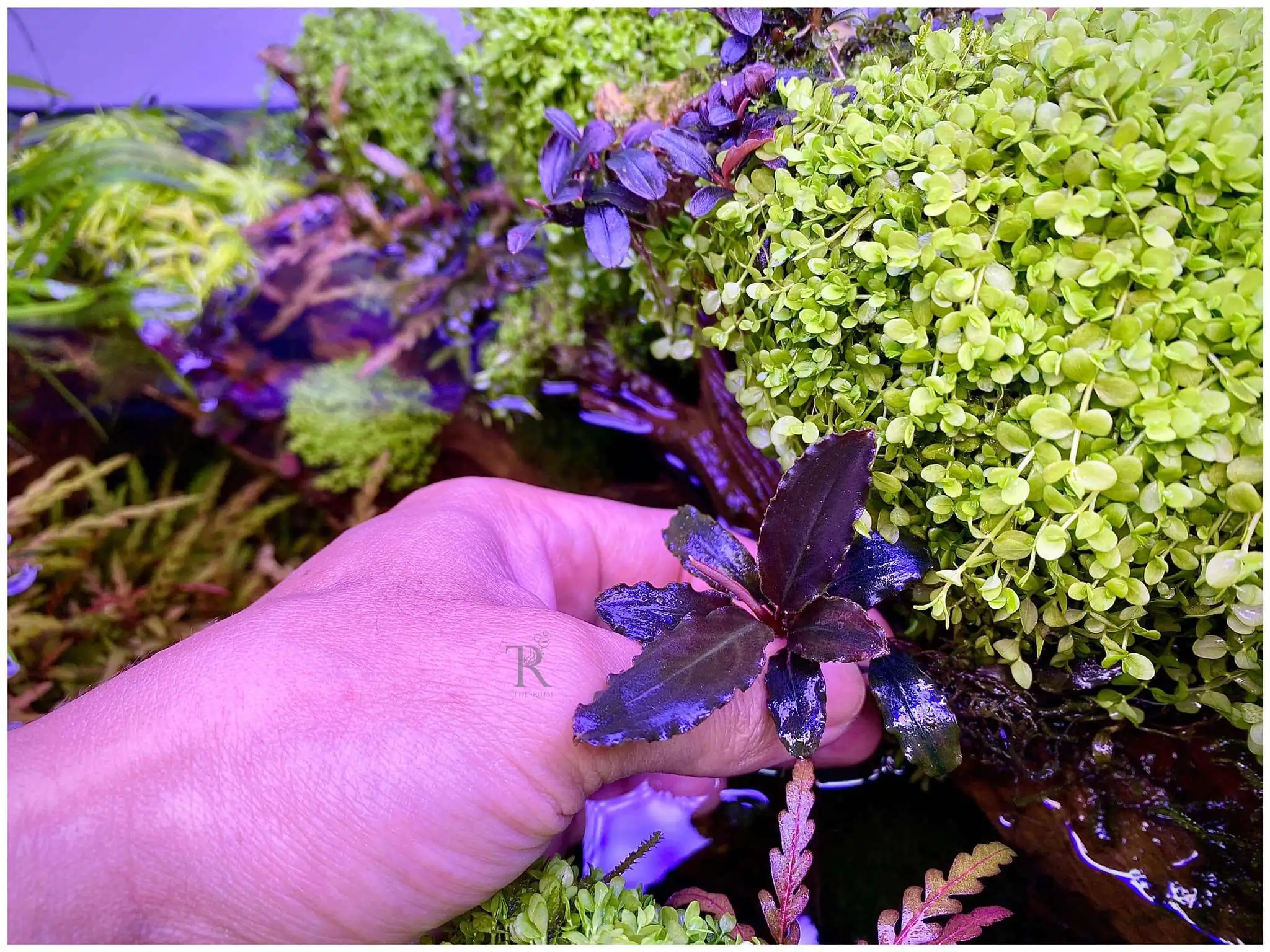 Step by step progression IAPLC 2021 Rank 104 - Resurrection