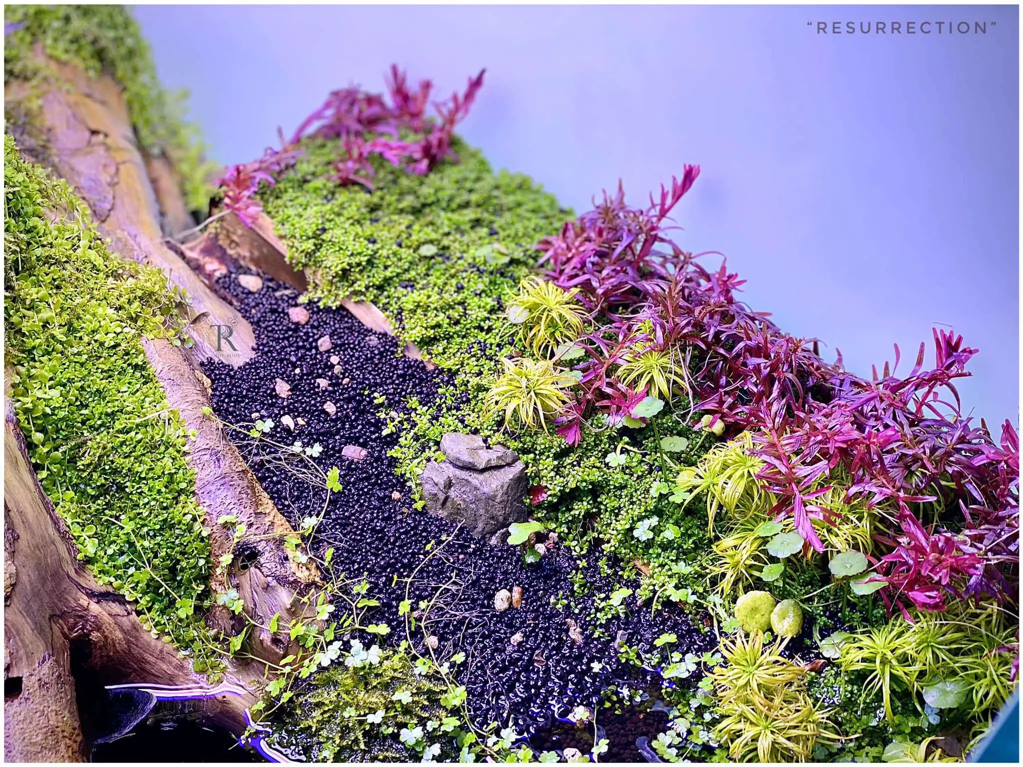 Step by step progression IAPLC 2021 Rank 104 - Resurrection