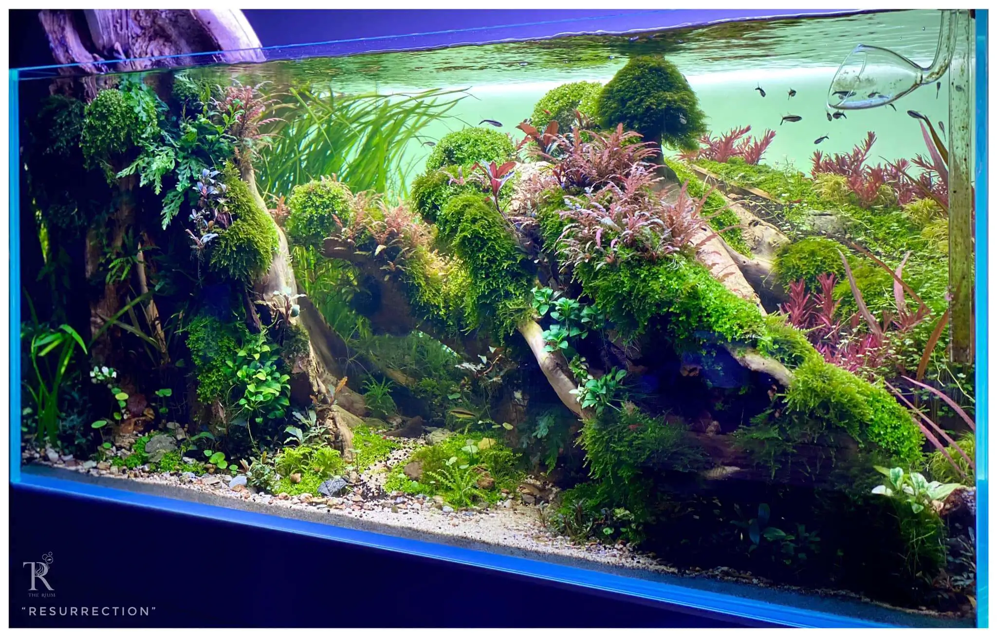 Step by step progression IAPLC 2021 Rank 104 - Resurrection