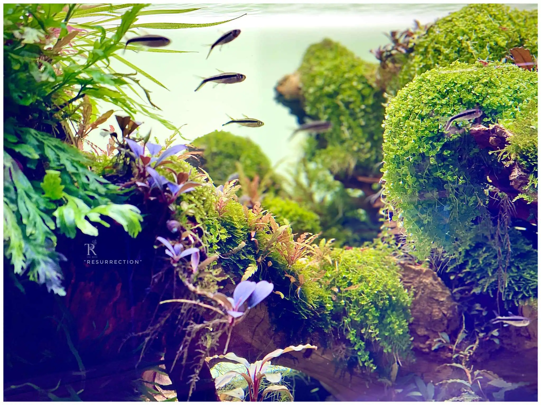 Step by step progression IAPLC 2021 Rank 104 - Resurrection