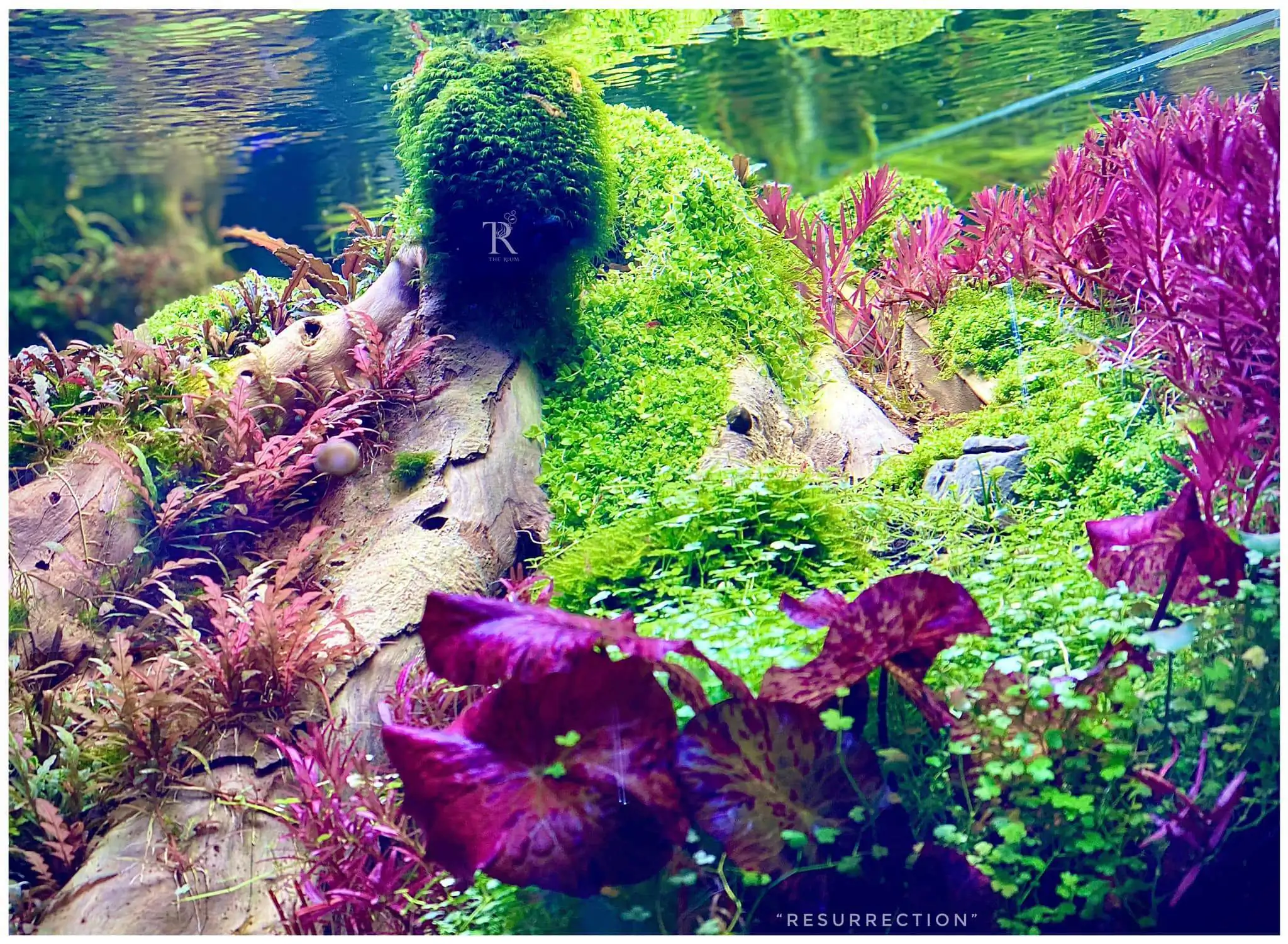 Step by step progression IAPLC 2021 Rank 104 - Resurrection