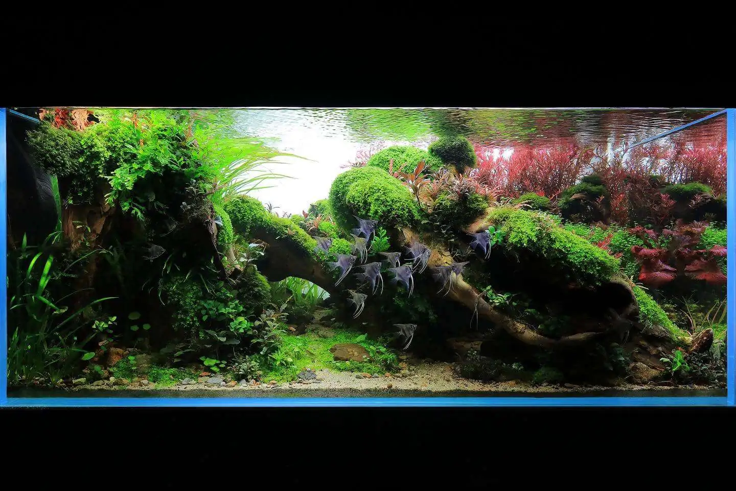 Step by step progression IAPLC 2021 Rank 104 - Resurrection