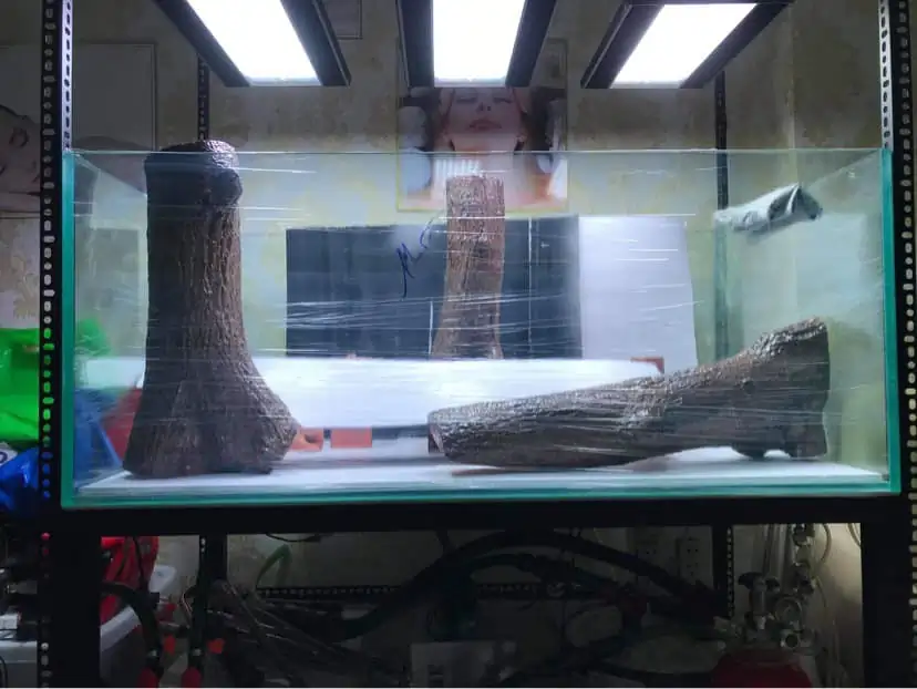 How to make a forest aquarium ranked 112th in the world - IAPLC 2021 - The Monment