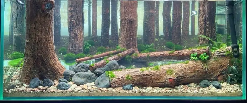 How to make a forest aquarium ranked 112th in the world - IAPLC 2021 - The Monment