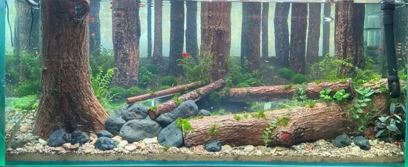 How to make a forest aquarium ranked 112th in the world - IAPLC 2021 - The Monment