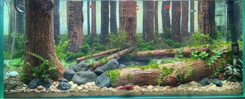 How to make a forest aquarium ranked 112th in the world - IAPLC 2021 - The Monment