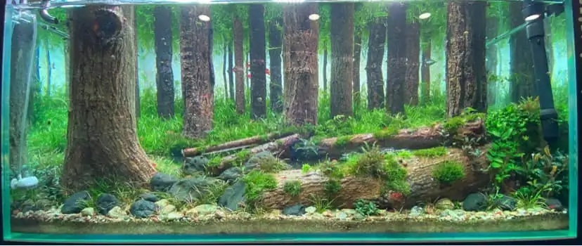 How to make a forest aquarium ranked 112th in the world - IAPLC 2021 - The Monment