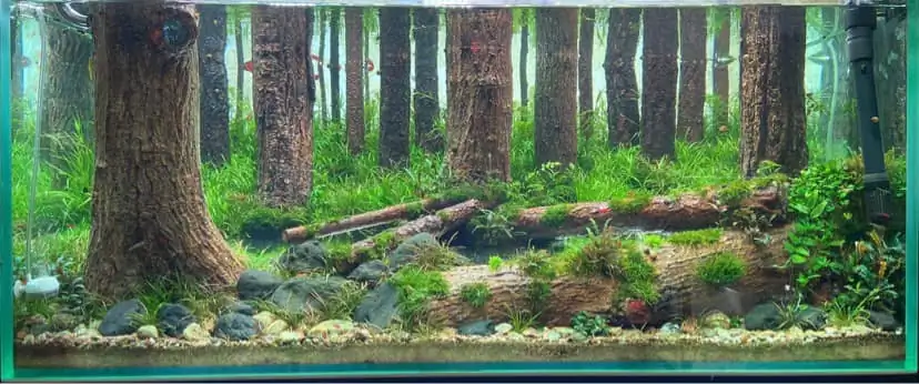 How to make a forest aquarium ranked 112th in the world - IAPLC 2021 - The Monment