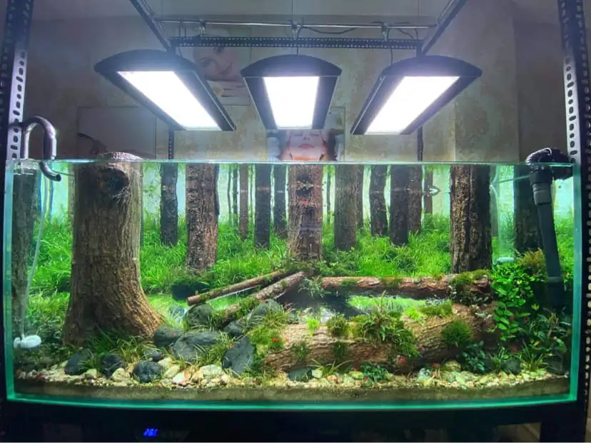 How to make a forest aquarium ranked 112th in the world - IAPLC 2021 - The Monment