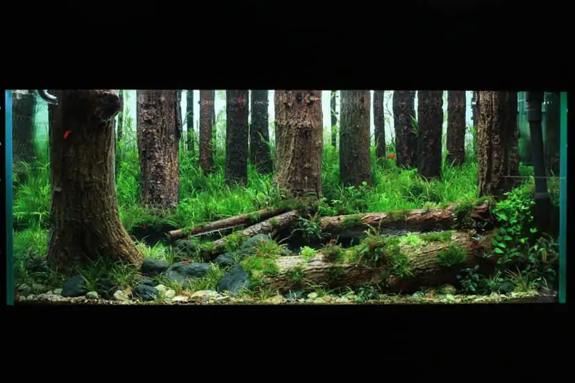 How to make a forest aquarium ranked 112th in the world - IAPLC 2021 - The Monment
