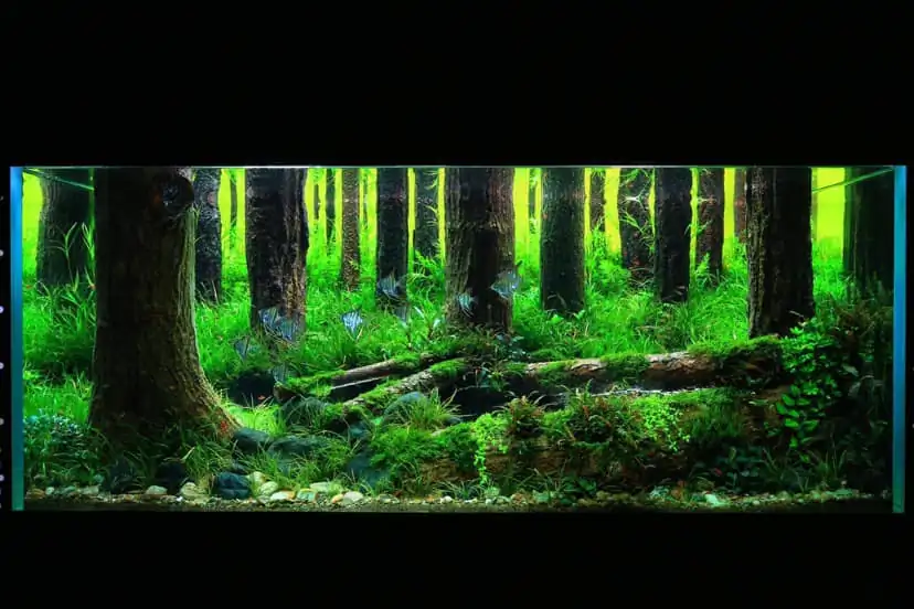 How to make a forest aquarium ranked 112th in the world - IAPLC 2021 - The Monment