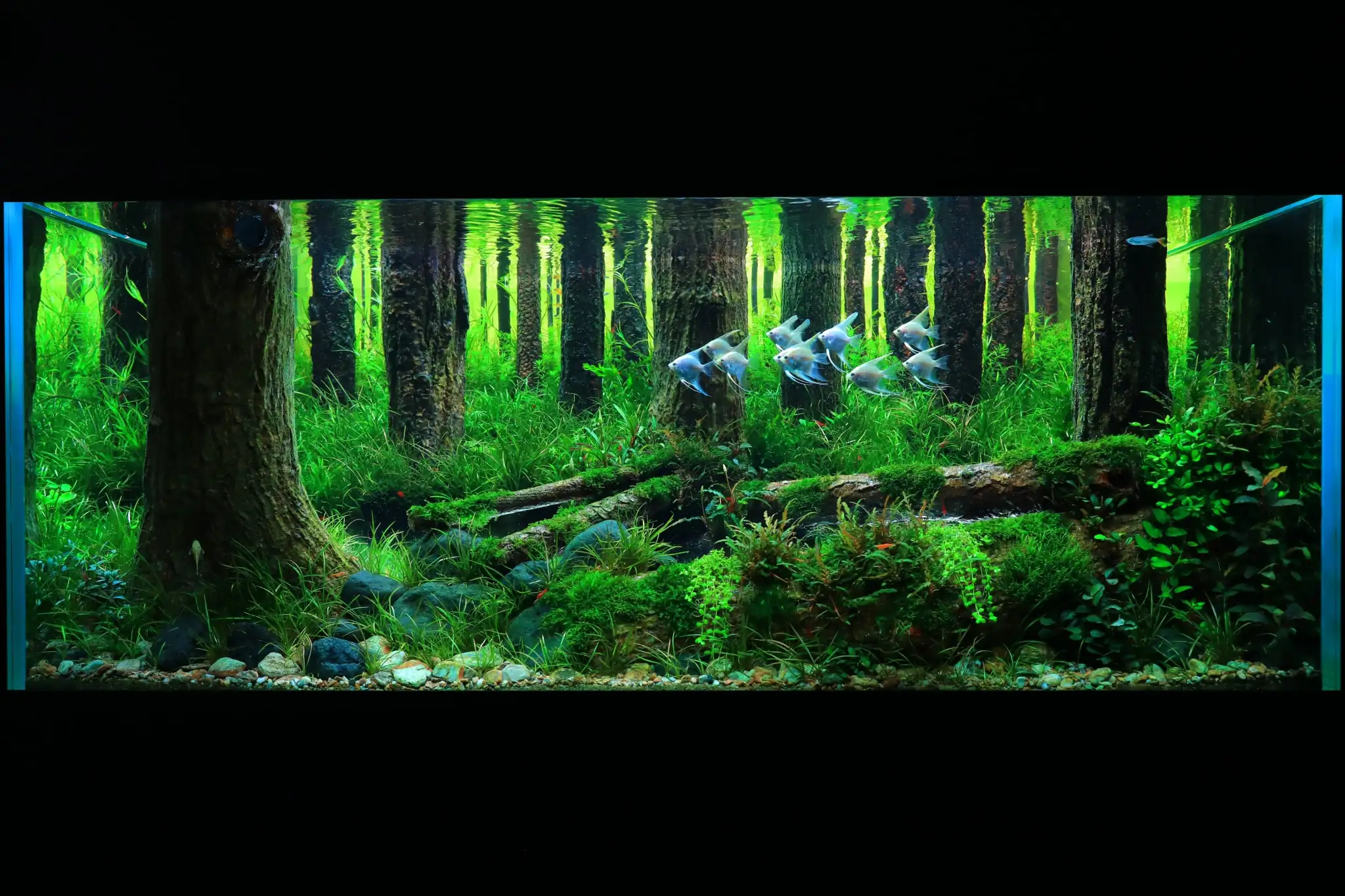 How to make a forest aquarium ranked 112th in the world - IAPLC 2021 - The Monment