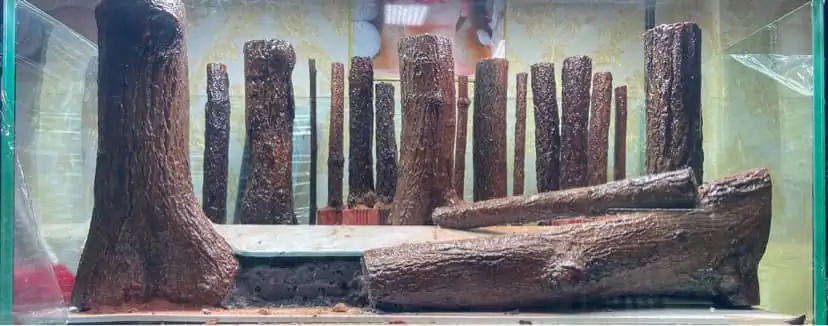 How to make a forest aquarium ranked 112th in the world - IAPLC 2021 - The Monment